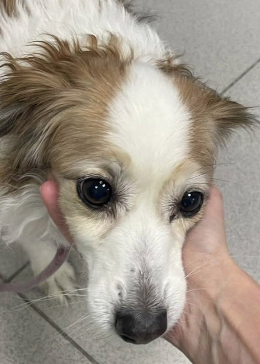 Ana Di Zacco tweet media