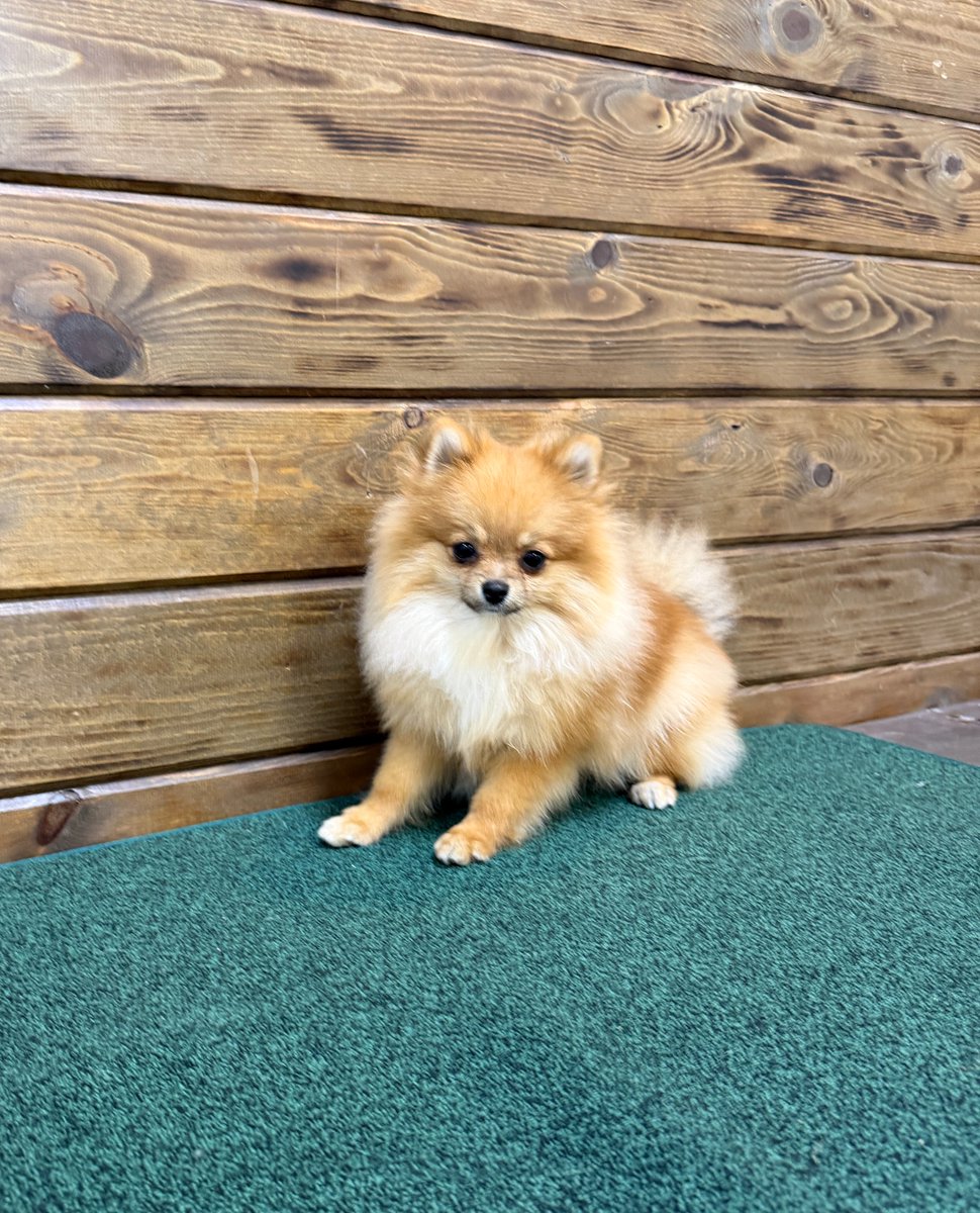 CITIPUPS's tweet photo. CITIPUPS BENTONVILLE - https://t.co/V1BO10o768 https://t.co/GehZ8Byemc