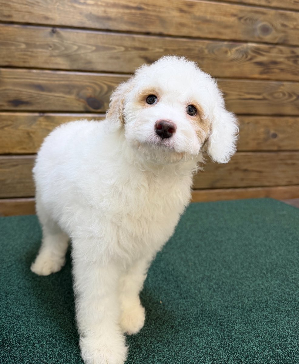 CITIPUPS's tweet photo. CITIPUPS BENTONVILLE - https://t.co/V1BO10o768 https://t.co/GehZ8Byemc