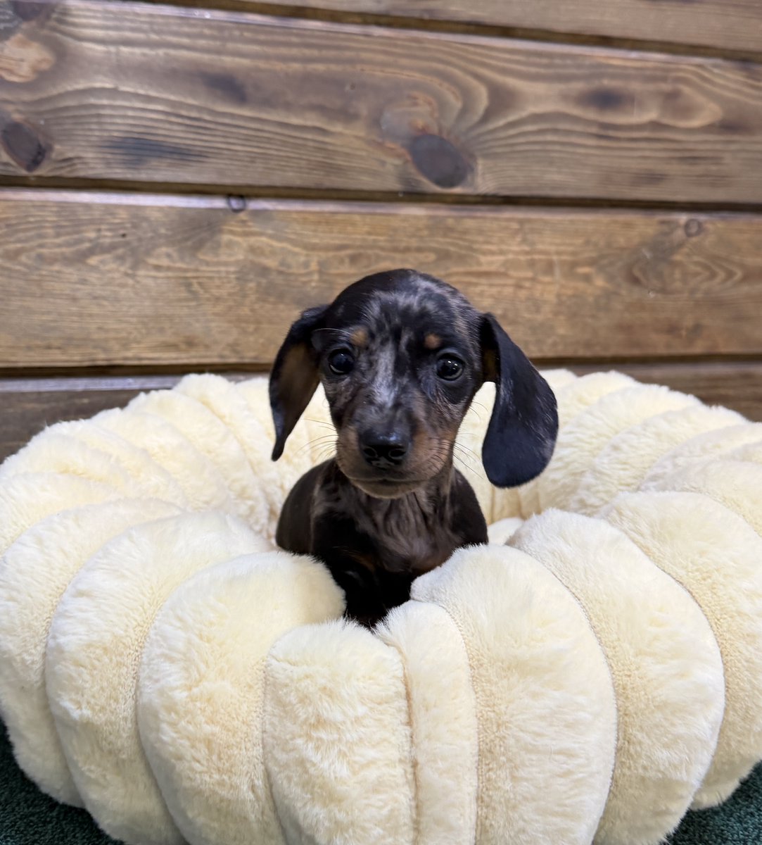 CITIPUPS's tweet photo. CITIPUPS BENTONVILLE - https://t.co/V1BO10o768 https://t.co/GehZ8Byemc