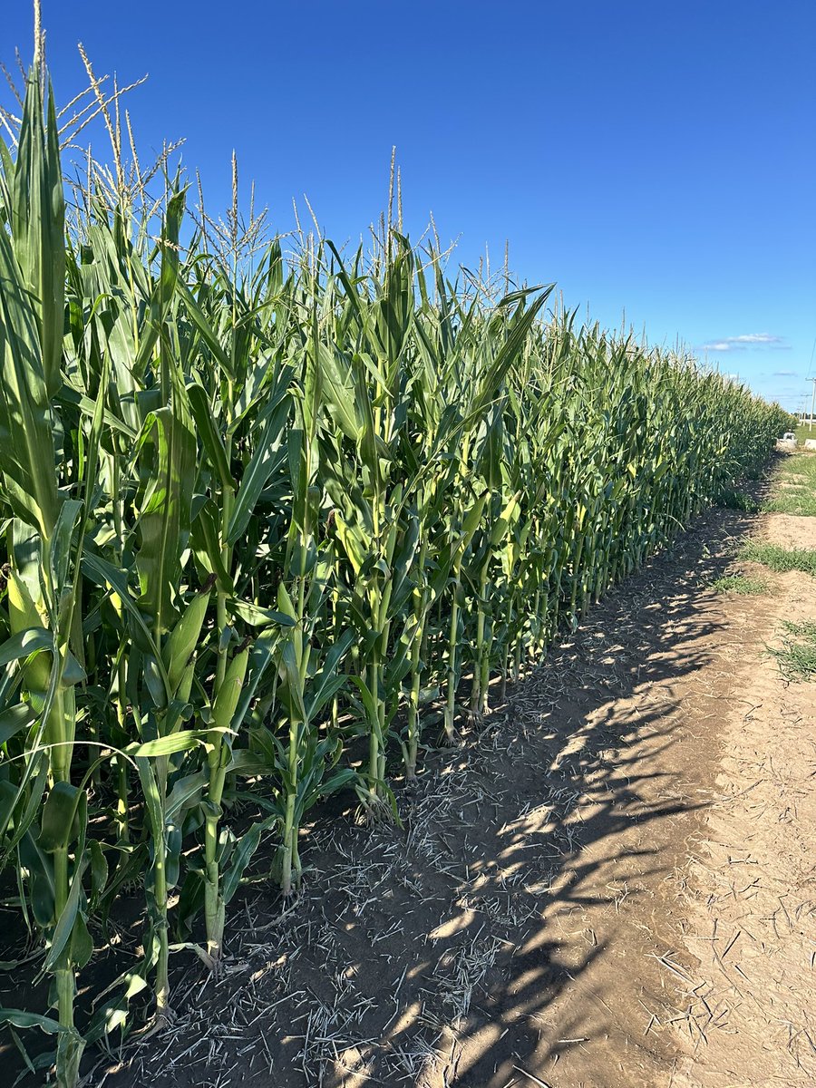 facugarino1's tweet photo. Maíz Stine 9820 petiso sobre rastrojo de trigo bajo riego por goteo subterráneo.
FS 17/12
Densidad 80.000 Pl/ha
Fertilización: 100 kg mezcla física y 100kg mezcla química en la siembra.
Sumando el fertiriego se aplicaron 280 unidades de N en todo el ciclo. https://t.co/RSxWem9YVA