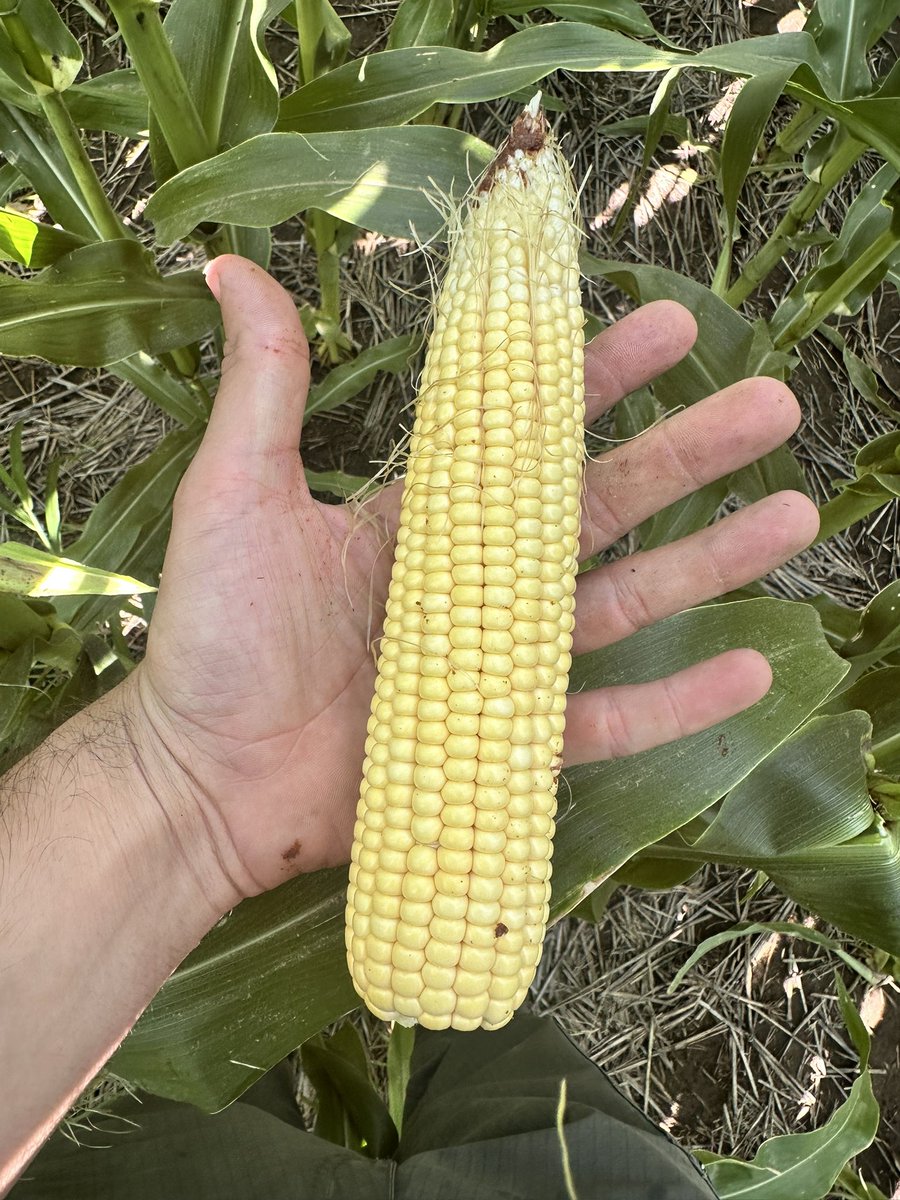 facugarino1's tweet photo. Maíz Stine 9820 petiso sobre rastrojo de trigo bajo riego por goteo subterráneo.
FS 17/12
Densidad 80.000 Pl/ha
Fertilización: 100 kg mezcla física y 100kg mezcla química en la siembra.
Sumando el fertiriego se aplicaron 280 unidades de N en todo el ciclo. https://t.co/RSxWem9YVA