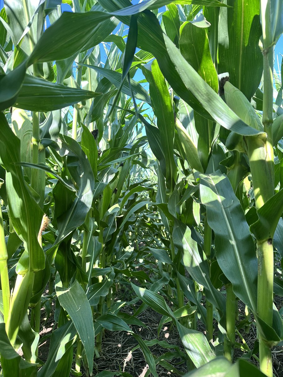facugarino1's tweet photo. Maíz Stine 9820 petiso sobre rastrojo de trigo bajo riego por goteo subterráneo.
FS 17/12
Densidad 80.000 Pl/ha
Fertilización: 100 kg mezcla física y 100kg mezcla química en la siembra.
Sumando el fertiriego se aplicaron 280 unidades de N en todo el ciclo. https://t.co/RSxWem9YVA