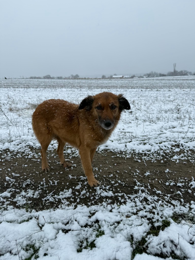 Pawprints to Freedom Rescue๐พ tweet media