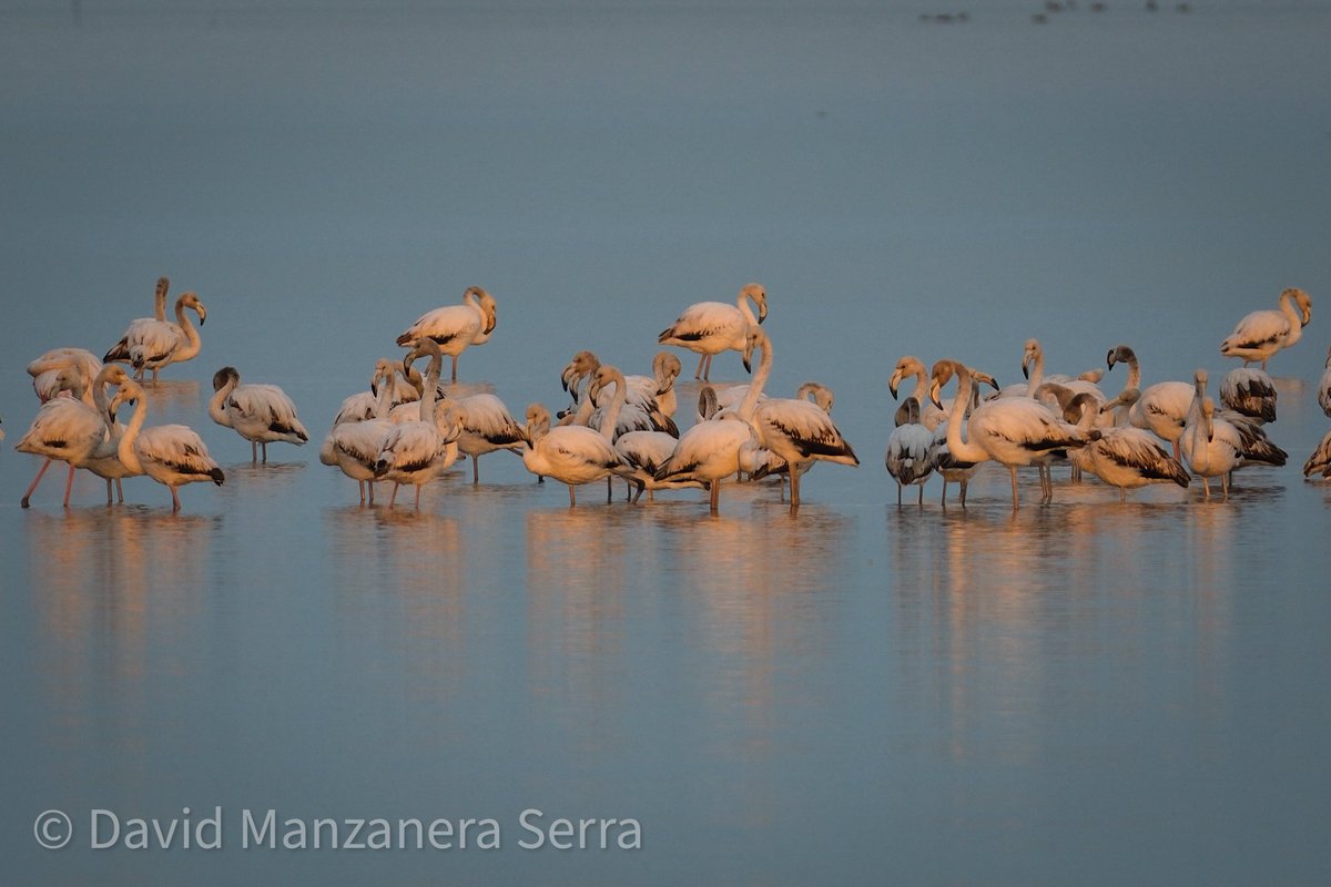David Manzanera 🇪🇭 🌱🦇🦅🦂🦌 tweet media