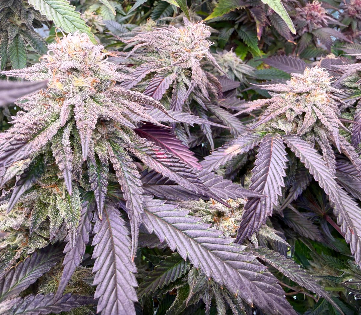 Novelty Gift Seed🌱 tweet media