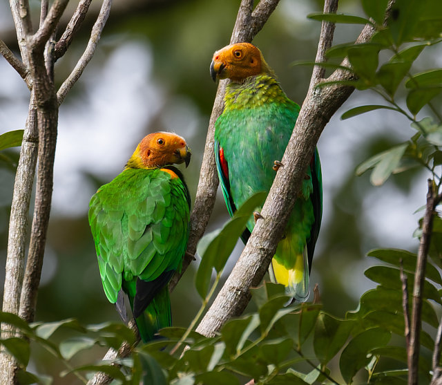 🇧🇷Papagaio-de-cabeça-laranja
🌎Pyrilia aurantiocephala
Conservação: Quase Ameaçada

O papagaio-de-cabeça-laranja é uma ave psittaciforme da família Psittacidae. Também conhecido como papagaio-careca, por ter a cabeça sem penas.

📷 Mats Hildeman