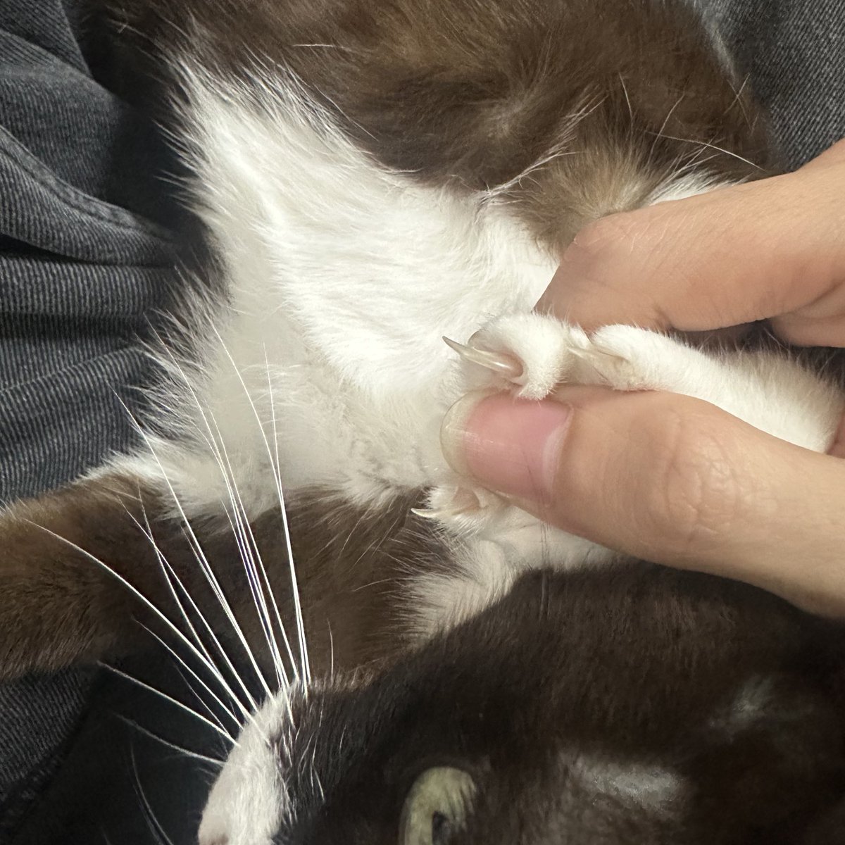 จิงนะ เลิกงานดึกแค่ไหนมานั่งตัดเล็บแมว แต่พิศวงมาก ตัดวันนี้พรุ่งนี้คมเหมือนเดิม งง