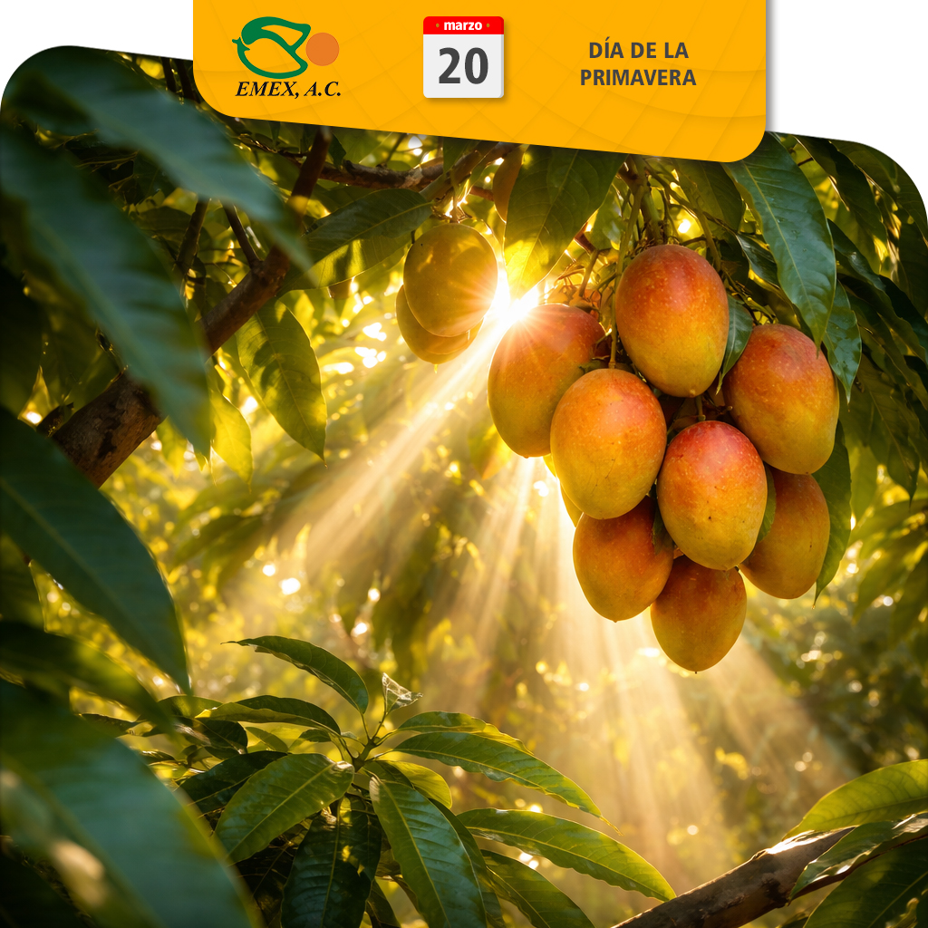 EMEX, A.C. tweet media