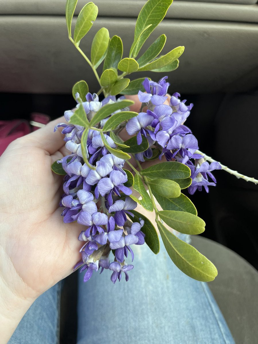 Sweet Woodruffs tweet media