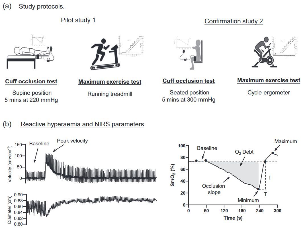 Experimental Physiology tweet media