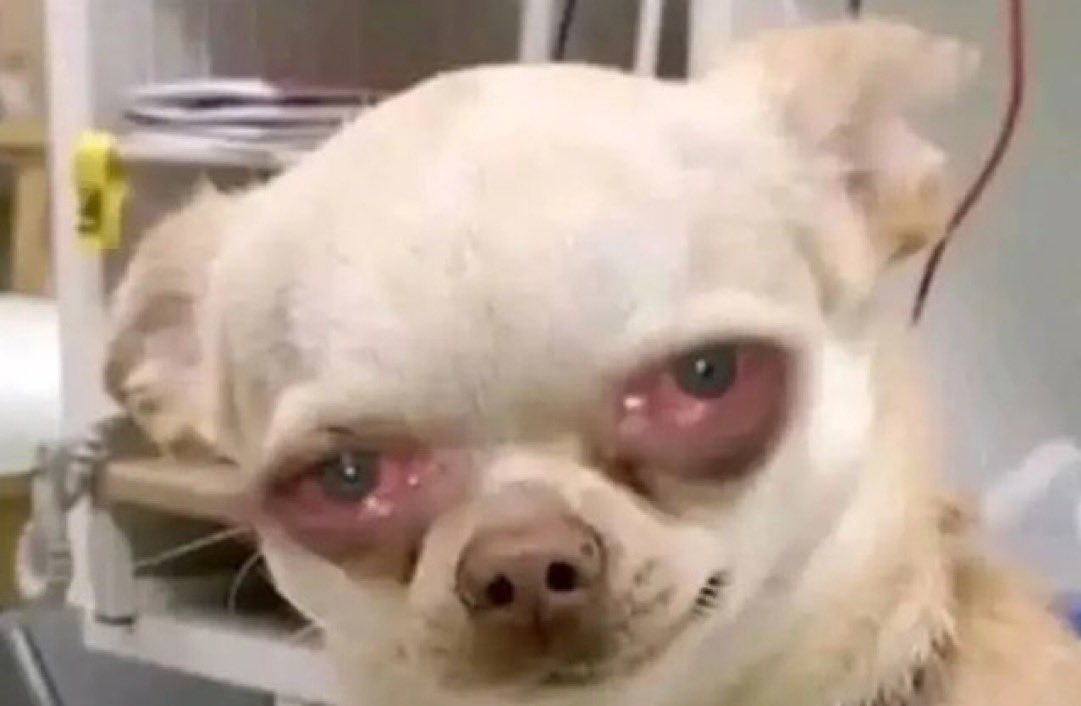 Ani yakamula Guinness???