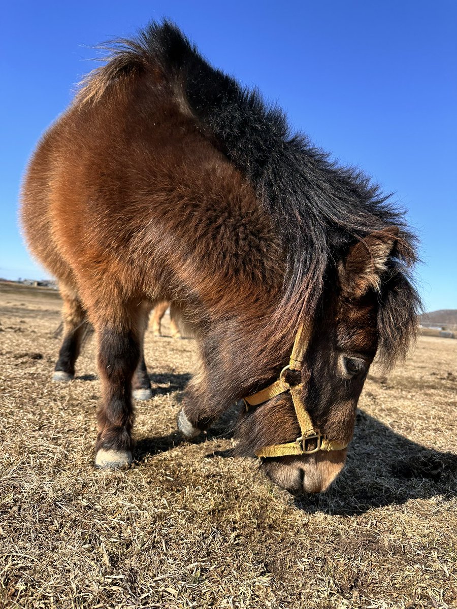マイケル tweet media
