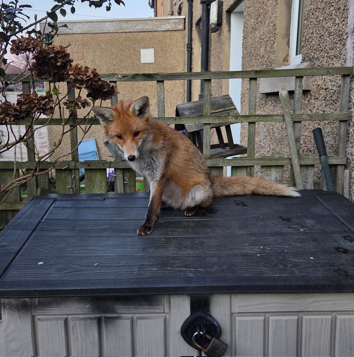 Baggins! tweet media