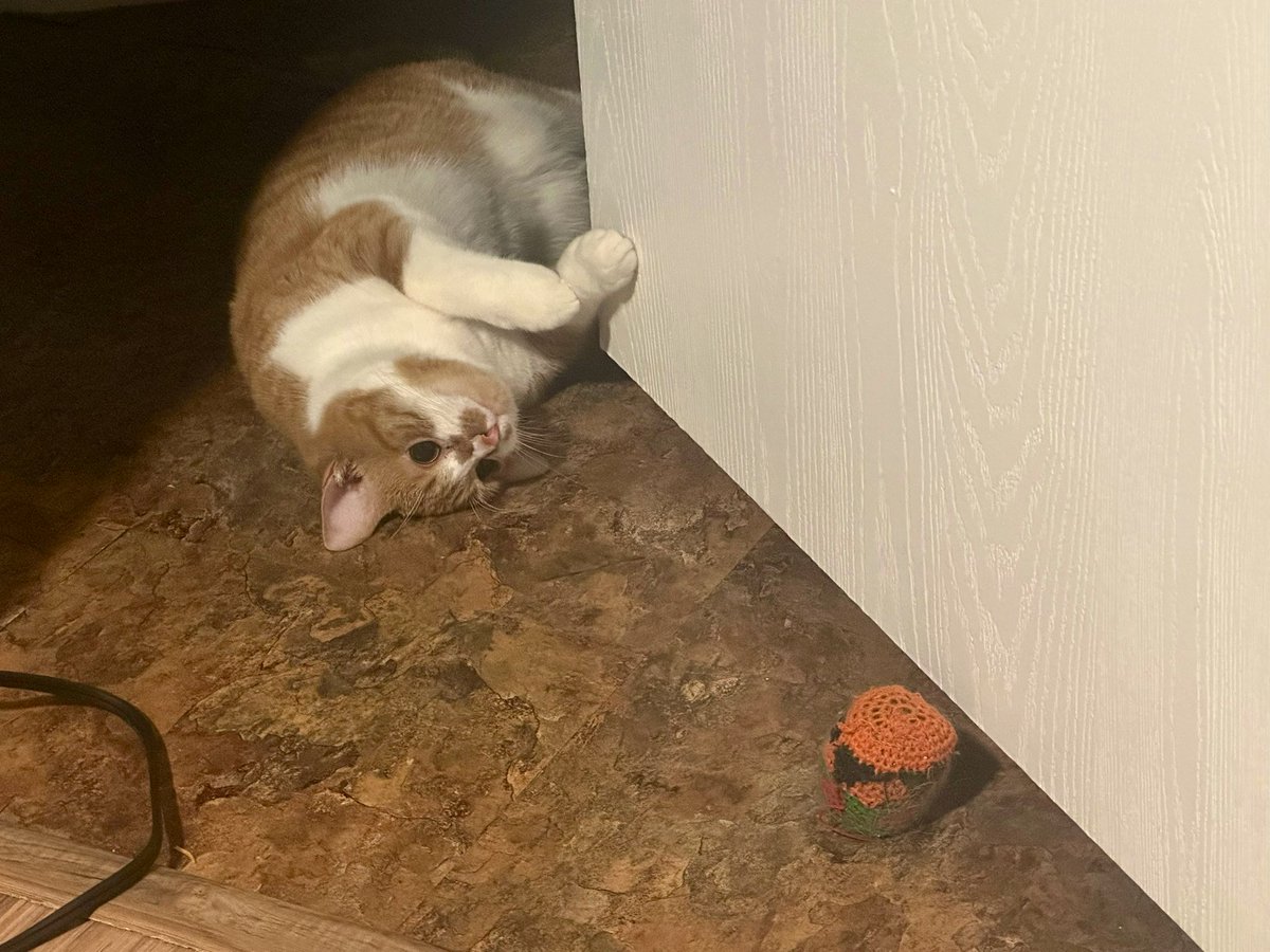 idiotcat's tweet photo. Her beloved hackysack https://t.co/no0cG9w14U