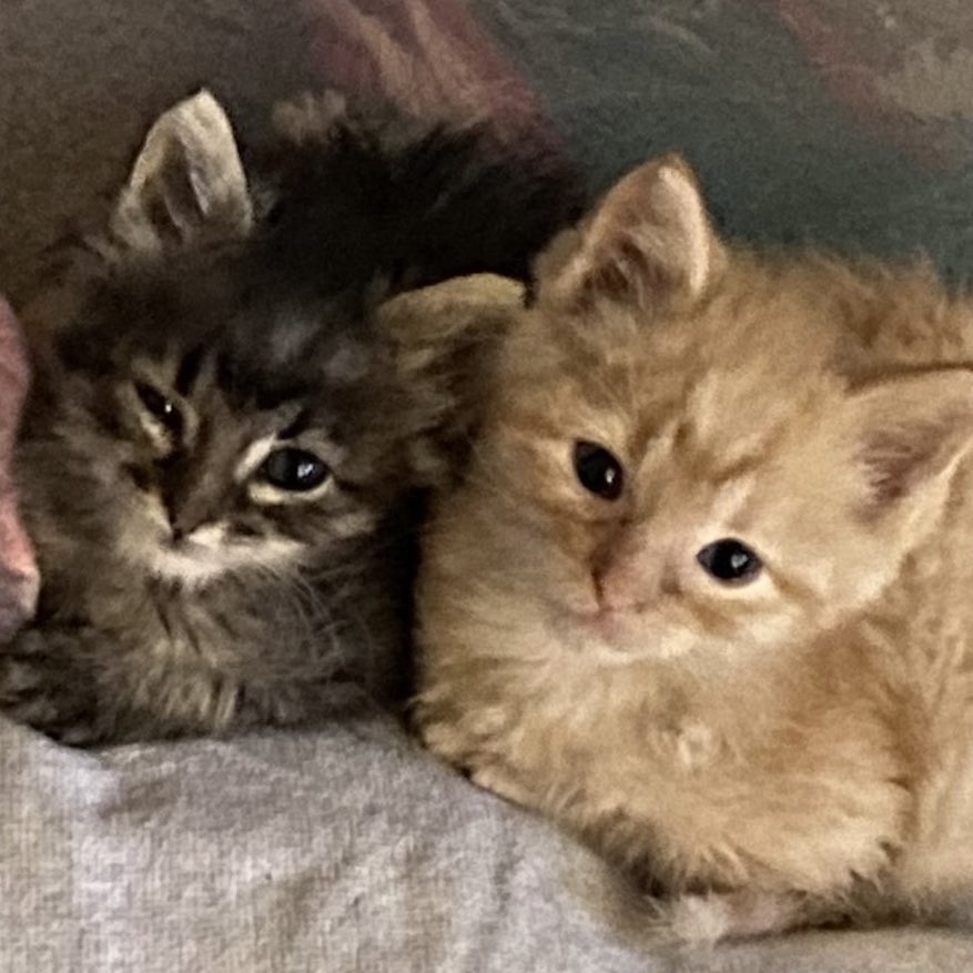 แก๊งน้องเหมียวโปโร (🤲🏻)