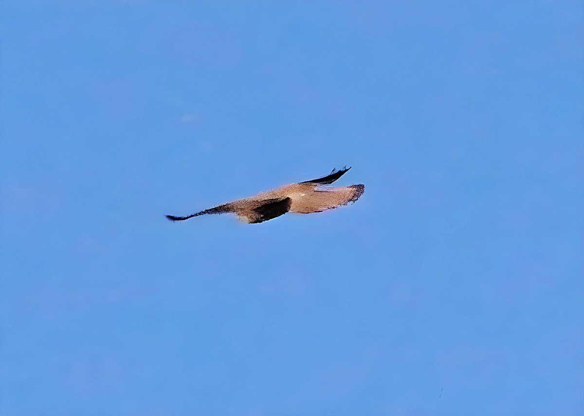 DHarazny's tweet image. Male and Female Kestrels from #MyPatch male was courtship displaying to the female. #birds  #countrybirds #farmlandbirds #birdwatching  #birdsonX #ukbirds #britishbirds #birdphotography #naturephotography #birdsandwildlifephotographers #NWCheshireUK