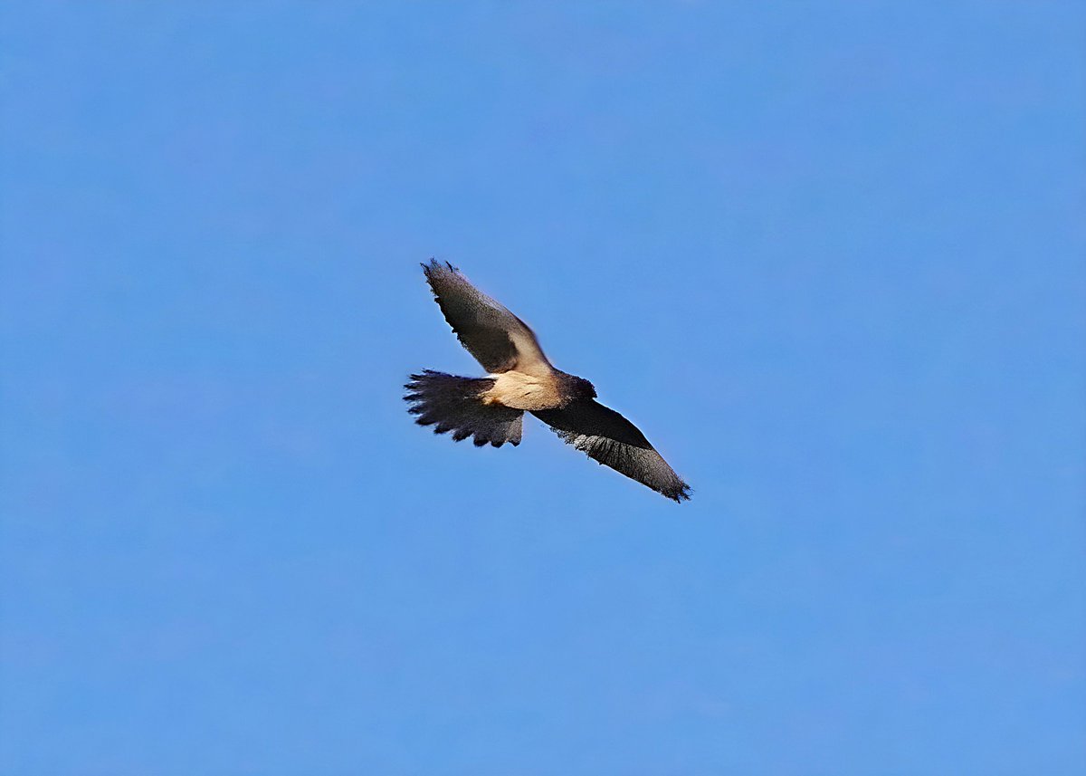 DHarazny's tweet image. Male and Female Kestrels from #MyPatch male was courtship displaying to the female. #birds  #countrybirds #farmlandbirds #birdwatching  #birdsonX #ukbirds #britishbirds #birdphotography #naturephotography #birdsandwildlifephotographers #NWCheshireUK