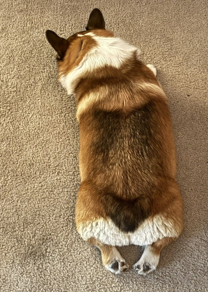 WinstonCorgiDog's tweet photo. Happy Friday Corgi Dog Winston-Family!☀️🐶✌🏻 Hope You’re All Well and Having an Excellent End to the Week Furiends!💕 Peace and Blessings💌❤️ #happy #cute #sploot #pic #Friday #corgi #dog #family #corgicrew #corgilife https://t.co/rXzf1sR7RC