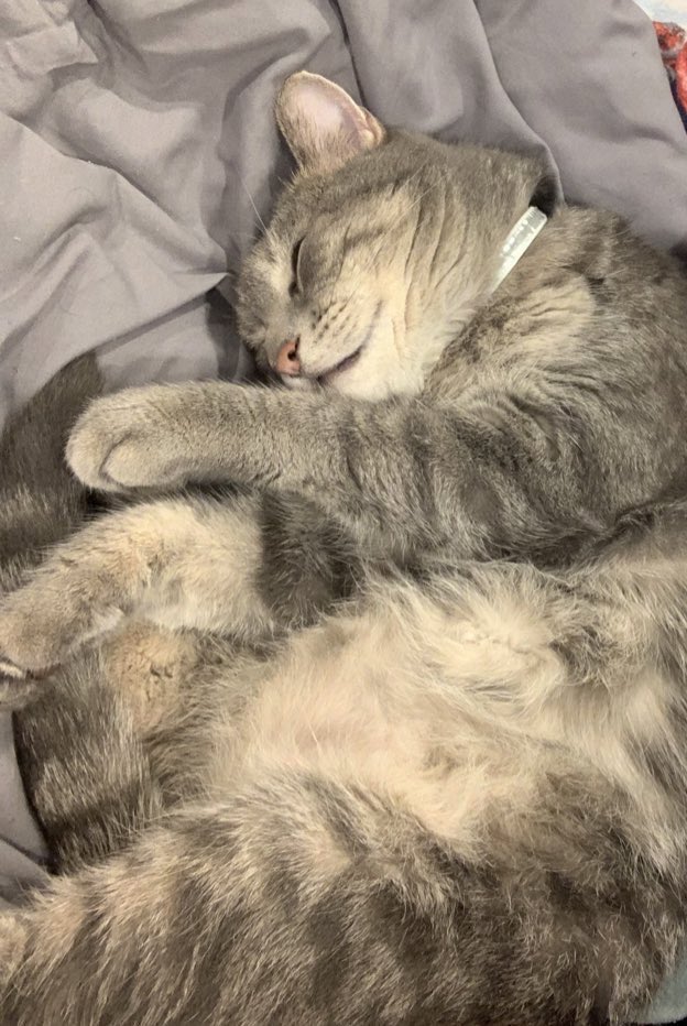 +Chalie the positive cat @catcoin.io tweet media