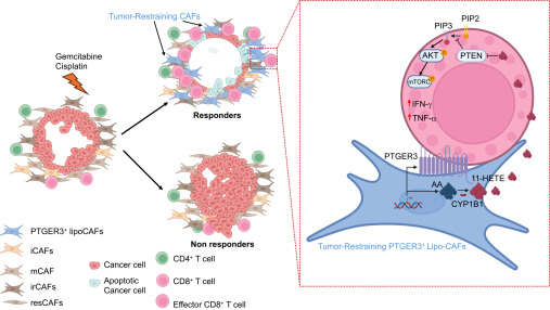 Cancer Cell tweet media