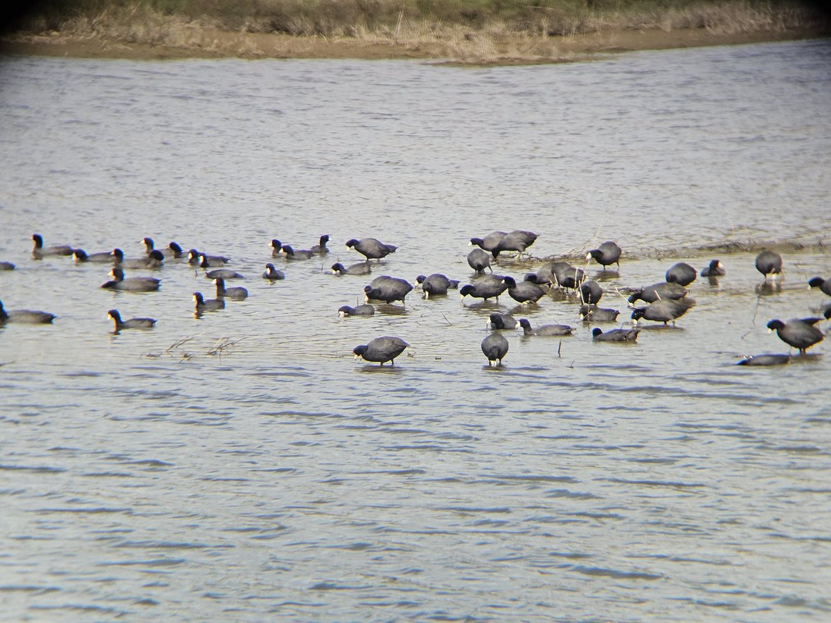 It's a coot party