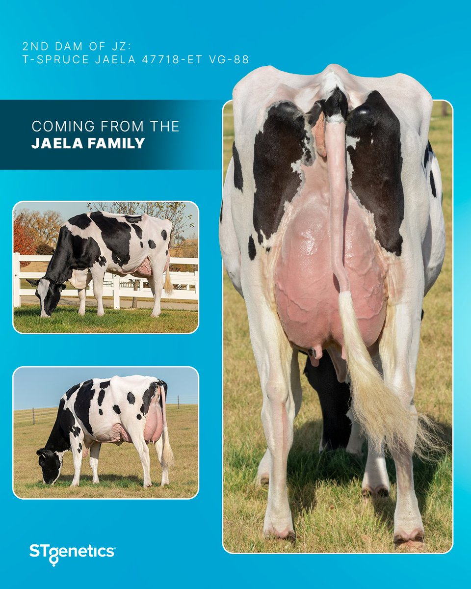 STgenetics's tweet image. 🎶🎤 Allow me to reintroduce me…#JZ from #STgenetics is offering a complete package of performance, health and conformation!
JZ is +3519 GTPI +1284 Eco$ +1130 Milk +192 CFP A2A2 +3.3 PL +.1 CCR +1.12 UDC
Available in #UltraplusHighPurity™: bit.ly/4brNe8S   #Legend