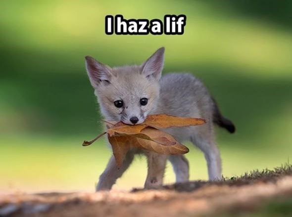 [🔗](api.tinyfox.dev/hourly/HourlyF…)