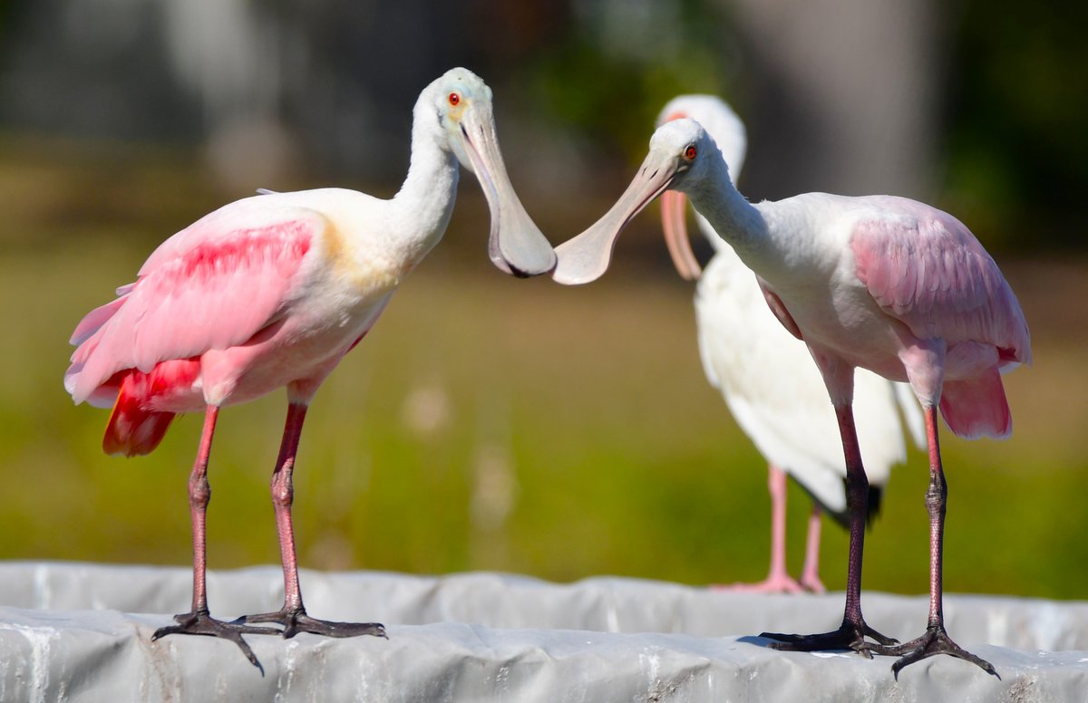 Manatee County Government tweet media