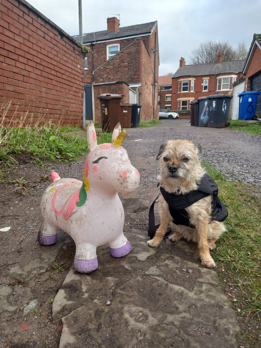 steelygreyste's tweet photo. Heidi having a quick chat, to find the word on the street from her #Unicorn friend. You never know what #randomshit we will find in Prestwich BTPosse https://t.co/4dNeo7P5Rn