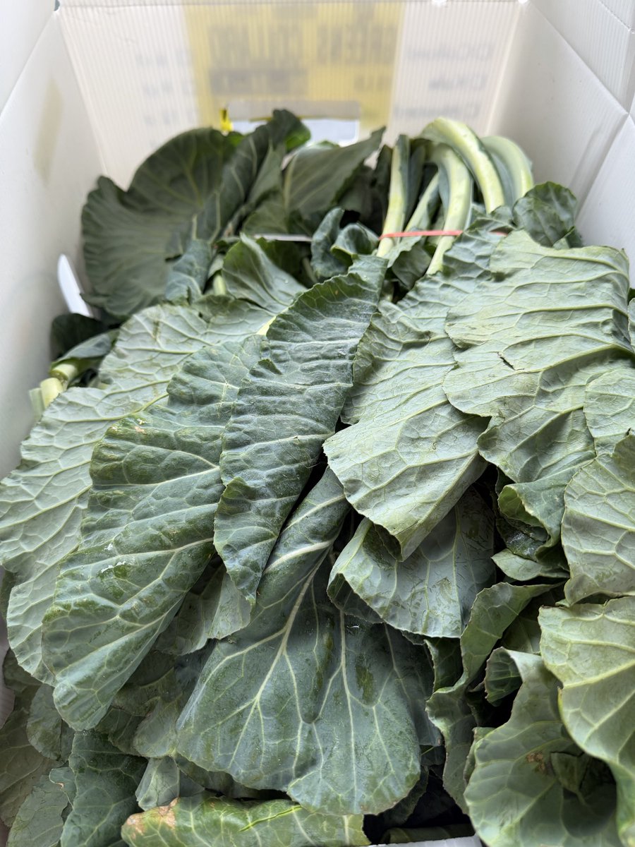 beyondourwallsbows tweet media