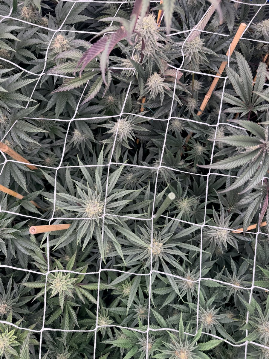 GurrillaGrowman tweet media