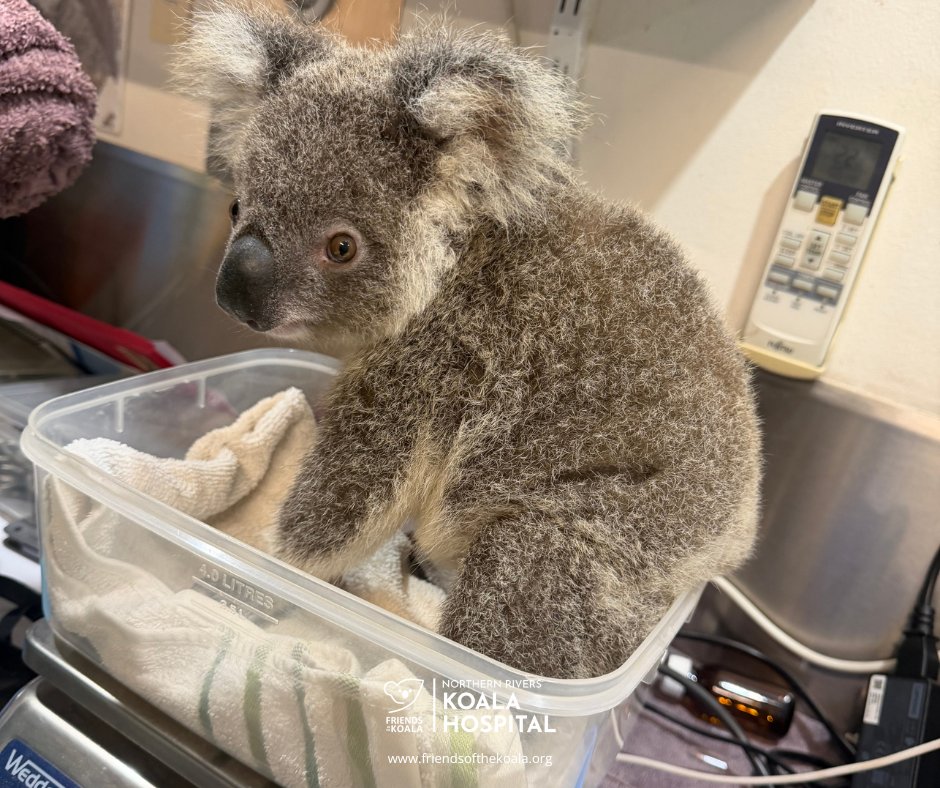 Friendsofthekoala tweet media