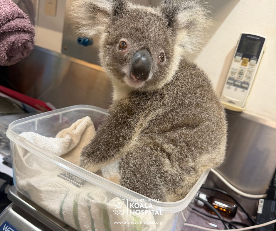 Friendsofthekoala tweet media