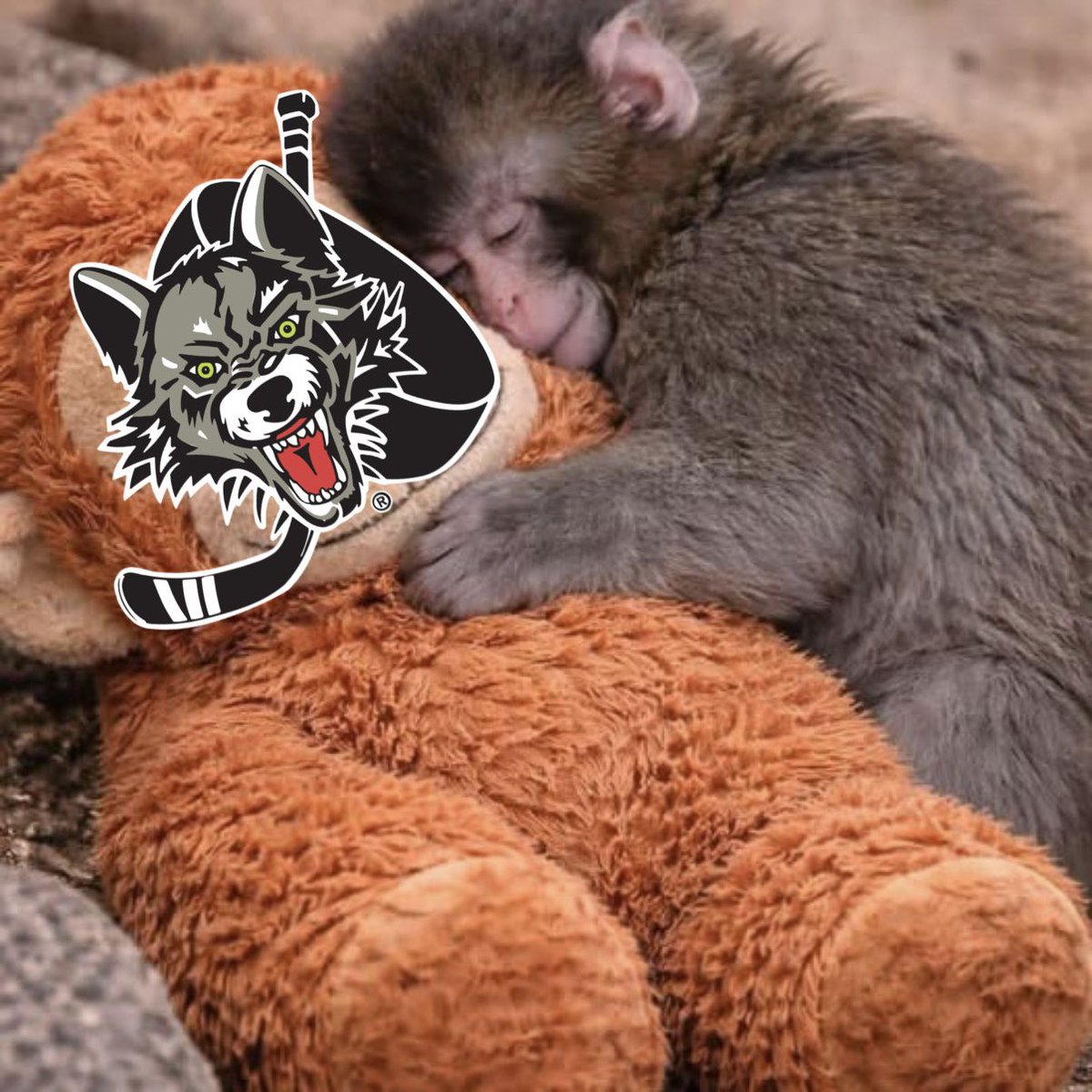 x- Chicago Wolves tweet media