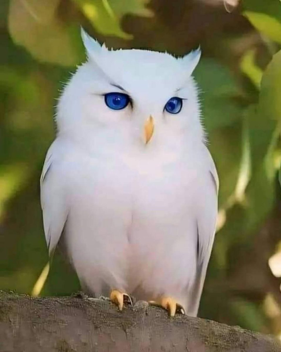 ابو مريم tweet media