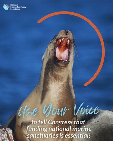 National Marine Sanctuary Foundation tweet media