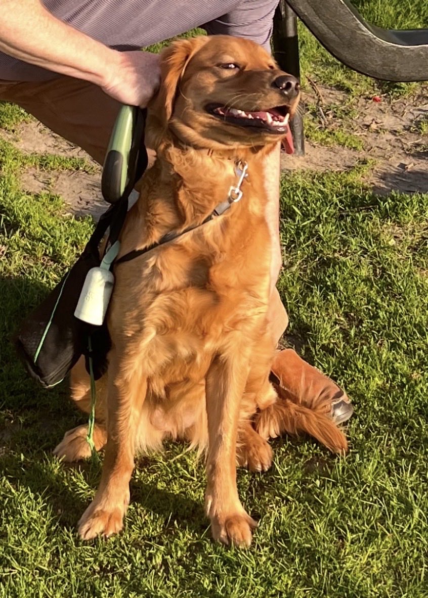 TIX3's tweet photo. @TechOperator #Goldens 🐕🐾🦴🐶❤️ https://t.co/WljEy3kDPO