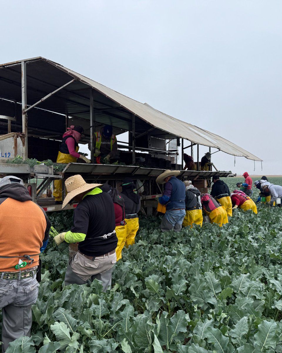 Tanimura&Antle tweet media