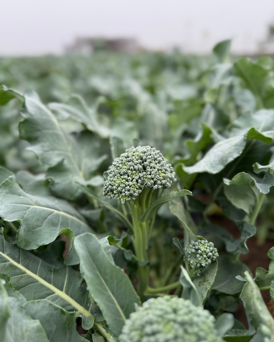 Tanimura&Antle tweet media