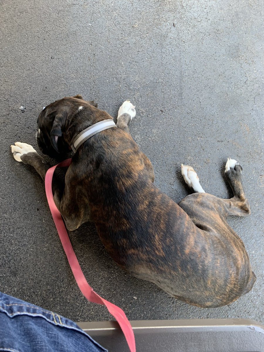 Boxer Stella (RIP Sacha) tweet media