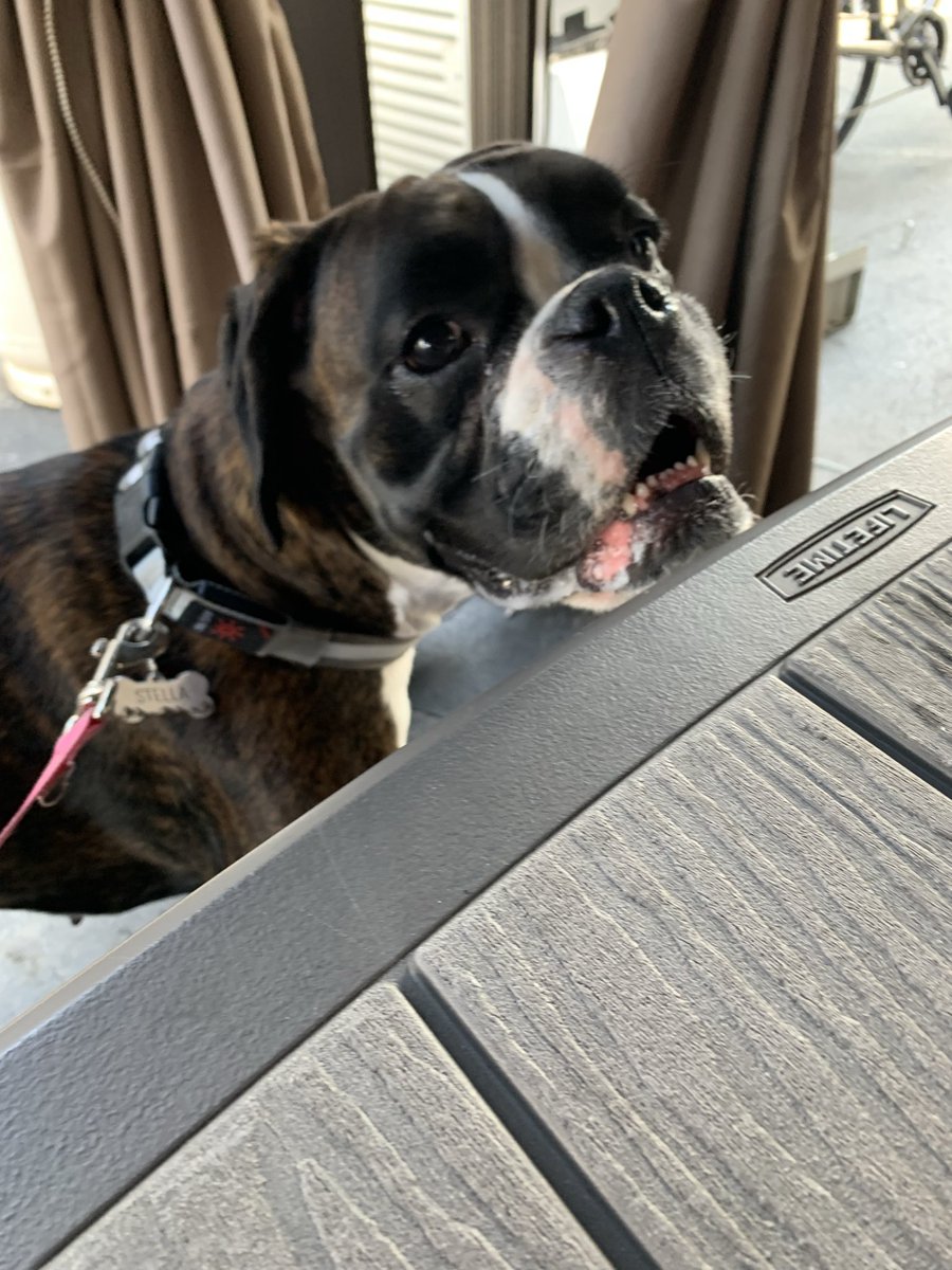 Boxer Stella (RIP Sacha) tweet media