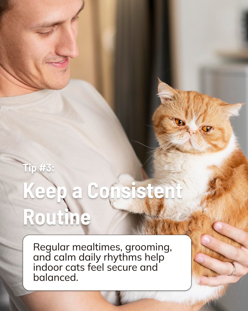 RuffGreens's tweet photo. Indoor cats may live cozy lives, but a few thoughtful habits can go a long way. 🐱💚 From enrichment to routine to daily nutrition, small choices help support a healthy, happy indoor cat. Comment your cat’s name below!
#IndoorCats #CatTips #CatWellness #HealthyCats #CatParents https://t.co/5QalTsPXad