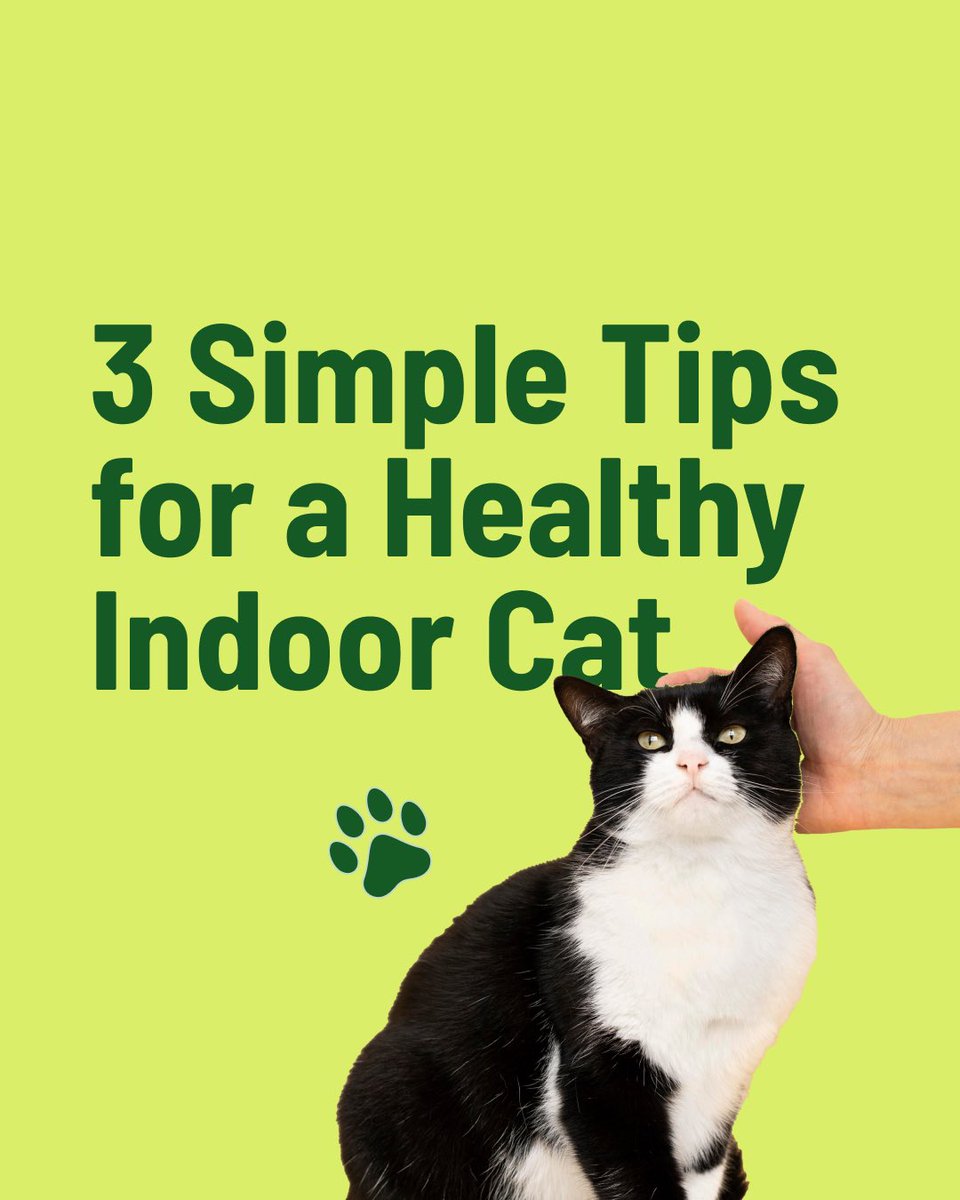 RuffGreens's tweet photo. Indoor cats may live cozy lives, but a few thoughtful habits can go a long way. 🐱💚 From enrichment to routine to daily nutrition, small choices help support a healthy, happy indoor cat. Comment your cat’s name below!
#IndoorCats #CatTips #CatWellness #HealthyCats #CatParents https://t.co/5QalTsPXad