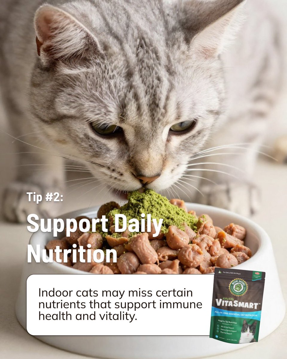 RuffGreens's tweet photo. Indoor cats may live cozy lives, but a few thoughtful habits can go a long way. 🐱💚 From enrichment to routine to daily nutrition, small choices help support a healthy, happy indoor cat. Comment your cat’s name below!
#IndoorCats #CatTips #CatWellness #HealthyCats #CatParents https://t.co/5QalTsPXad