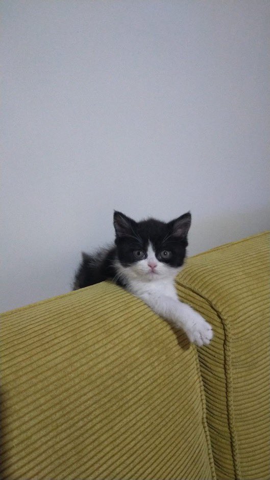 Masum Gözler tweet media