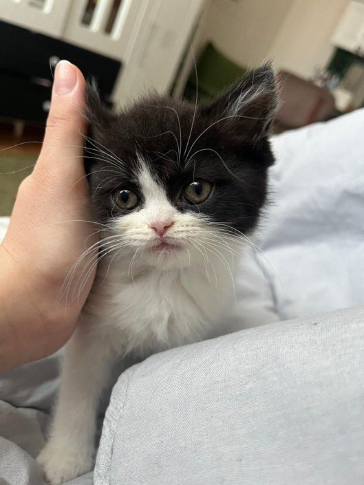 Masum Gözler tweet media