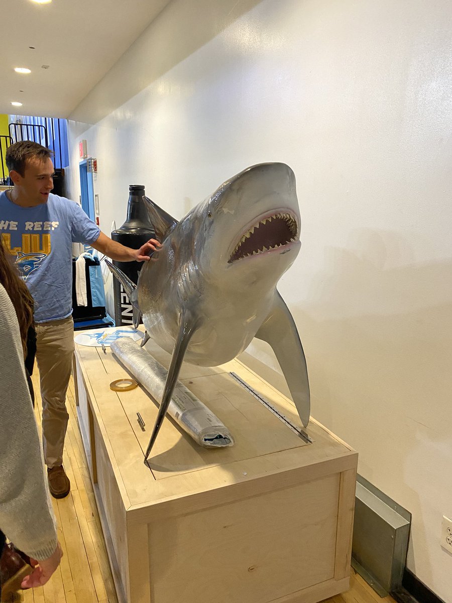 TheDegenWeekly's tweet photo. 🚨 BREAKING 🚨

Sources have confirmed this 14 foot shark will be making its debut at the Shark Tank tomorrow vs Wagner. 

The school has been working on the display for the shark, which will be located in the atrium at the entrance.

Big day for LIU. Fins UP🦈(photo @margo19aa) https://t.co/QwzsF8kpTE
