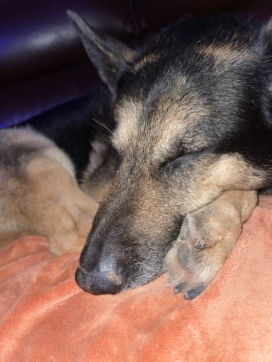 Retired Police Dog Quest tweet media