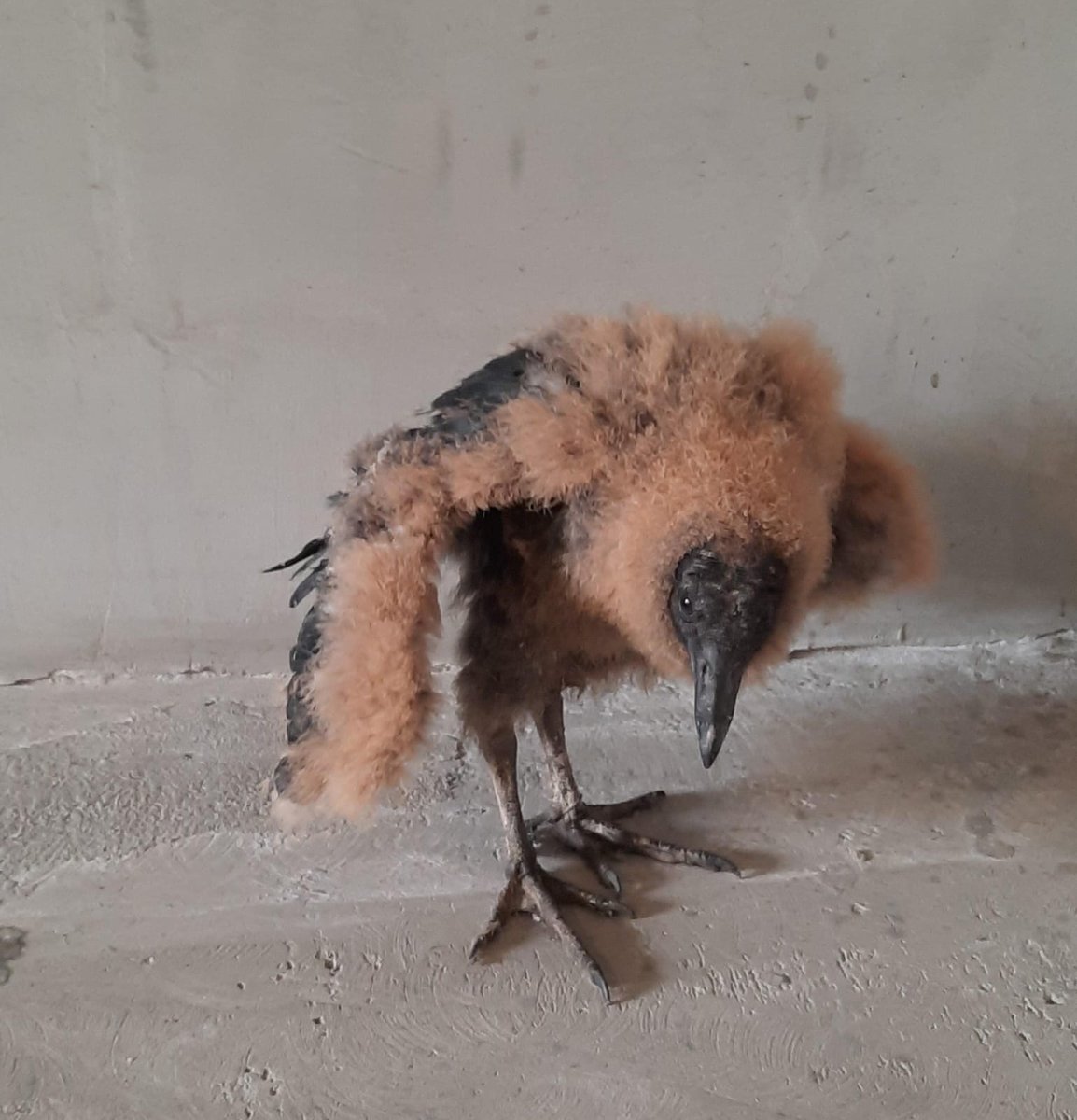 Jorge Luis Cruz tweet media